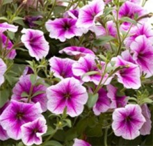 img-1: Петуния ампельная Опера Парпл Вейн [100 драже] - ООО «Семена Тут»