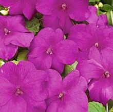 img-1: Бальзамин Экстрим F1 Виолет [100 шт] - ООО «Семена Тут»