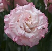 Эустома Корелли СУ 3 Лайт Пинк [100 драже] - ООО «Семена Тут»