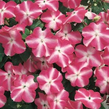 Бальзамин Акцент Роуз Стар [1000 шт] - ООО «Семена Тут»