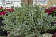 img-1: Мертензия Сильвер Океан [1000 шт] - ООО «Семена Тут»