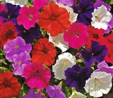 Петуния миллифлора Пикобелла Микс [1000 драже] - ООО «Семена Тут»