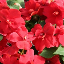 Бальзамин махровый Афина Ред [1000 шт]* - ООО «Семена Тут»