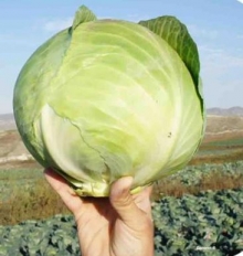 Капуста белокочанная Коронет F1 - ООО «Семена Тут»