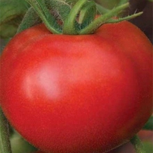 Томат Маршал F1 - ООО «Семена Тут»