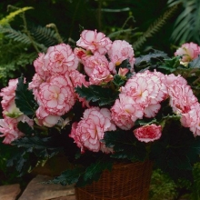 img-1: Бегония клубневая Америгибрид Пикоти Вайт Пинк [100 драже] - ООО «Семена Тут»