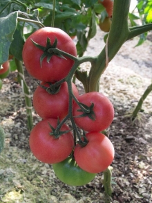 Томат Томимару Мучо F1 - ООО «Семена Тут»