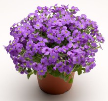 img-1: Аубреция гибридная Одри Лайт Блю [1000 шт] - ООО «Семена Тут»