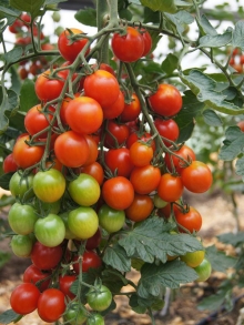 Томат Фаворита F1 - ООО «Семена Тут»