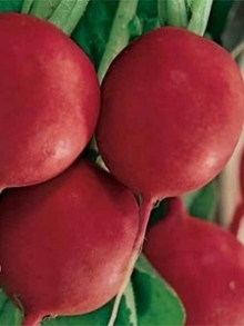 img-1: Редис Чародей - ООО «Семена Тут»