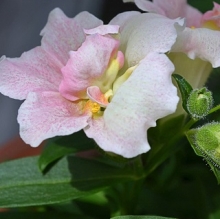 img-1: Львиный зев махровый Твинни Эпплблоссом [100 шт] - ООО «Семена Тут»