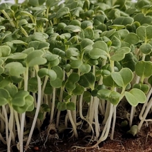 Капуста японская Мицуна зелёная Кермит МЗ - ООО «Семена Тут»