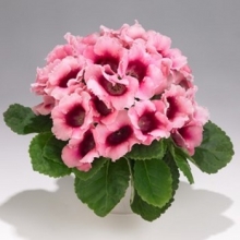 Глоксиния Импресс Пинк Биколор [250 драже] - ООО «Семена Тут»