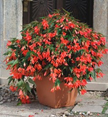 Бегония боливийская Копакабана Лососевая [500 драже] - ООО «Семена Тут»