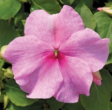 Бальзамин Акцент Премиум Пинк [1000 шт] - ООО «Семена Тут»