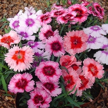 Гвоздика Диана Пикоти Микс [1000 шт] - ООО «Семена Тут»