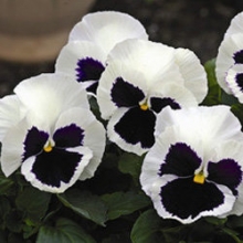 Виола крупноцветковая Маммот Гламарама вайт [100 шт] - ООО «Семена Тут»