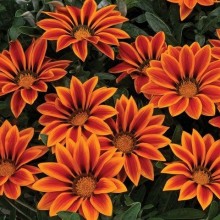 Газания Кисс Оранж Флейм [1000 шт] - ООО «Семена Тут»