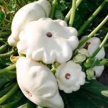 Патиссон Пятачок - ООО «Семена Тут»