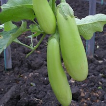 Баклажан Изумрудные Подвески - ООО «Семена Тут»