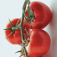 Томат Клаверо F1 - ООО «Семена Тут»