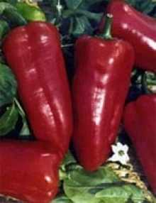 img-1: Перец Сибирский князь - ООО «Семена Тут»