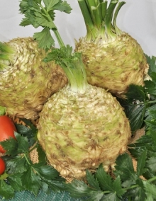 img-1: Сельдерей Пражский гигант корневой - ООО «Семена Тут»