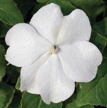 Бальзамин Акцент Премиум Вайт [1000 шт] - ООО «Семена Тут»