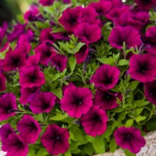 Петуния миллифлора Флэш Форвард Бургунди [100 драже] - ООО «Семена Тут»