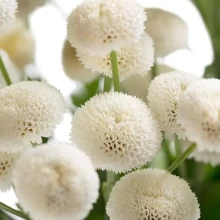 Пиретрум Байя [100 драже] - ООО «Семена Тут»