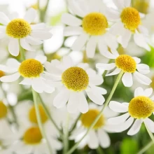 Пиретрум Кампань [100 драже] - ООО «Семена Тут»