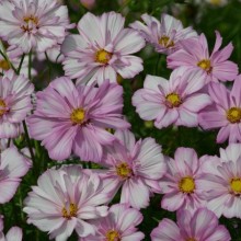 Космея Косимо Коларетт [1000 шт] - ООО «Семена Тут»