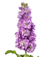 img-1: Маттиола Джордин Лавендер [100 шт] - ООО «Семена Тут»