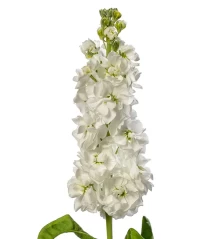 img-1: Маттиола Джордин Вайт [100 шт] - ООО «Семена Тут»