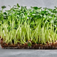 img-1: Редис Заря - ООО «Семена Тут»