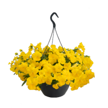 img-1: Виола ампельная Хайфлайер F1 Еллоу [1000 шт] - ООО «Семена Тут»