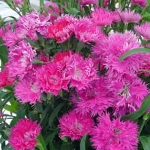 Гвоздика Элеганс Лавендер [500 шт] - ООО «Семена Тут»