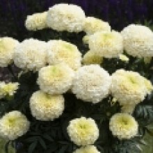 img-1: Бархатцы прямостоячие Вайтголд Макси [100 шт] - ООО «Семена Тут»