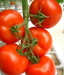 img-1: Томат Акдениз F1 - ООО «Семена Тут»