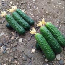 Огурец Актив F1 (CUG-8722 F1) - ООО «Семена Тут»