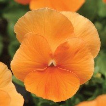 Виола крупноцветковая Селло Дип Оранж [1000 шт] - ООО «Семена Тут»