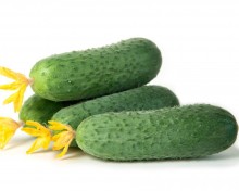 img-1: Огурец Аргумент F1 - ООО «Семена Тут»