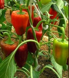 img-1: Перец Ариадни F1 - ООО «Семена Тут»