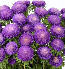 Астра Бонита Лайт Блю [2500 шт] - ООО «Семена Тут»