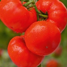Томат Баргузин F1 - ООО «Семена Тут»