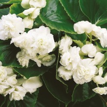 Бегония вечноцветущая махровая Квин Вайт [1000 драже] - ООО «Семена Тут»