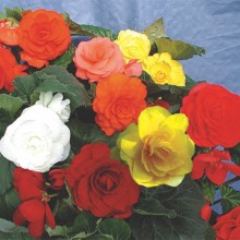 Бегония клубневая Смесь окрасок [100 драже] - ООО «Семена Тут»