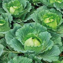 Капуста белокочанная Беладонна F1 - ООО «Семена Тут»
