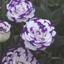 Эустома Крома 3 Блю Пикоти [100 драже] - ООО «Семена Тут»