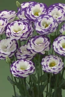 img-1: Эустома Крома 3 Блю Пикоти [100 драже] - ООО «Семена Тут»